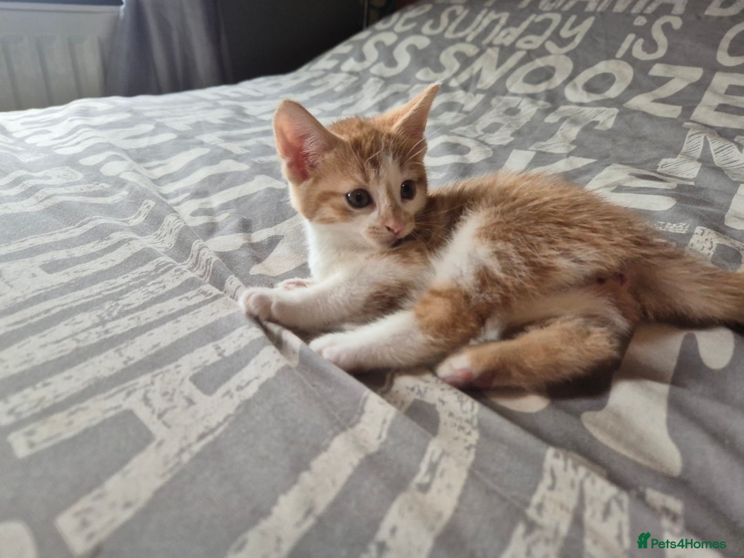 Maine Coon cats for sale: Maine coon x kittens - Image 4