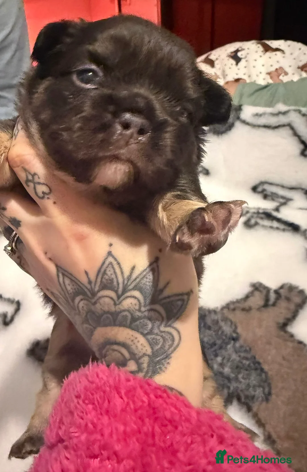 French Bulldog dogs for sale: Visual fluffy French bulldogs  - Advert 5