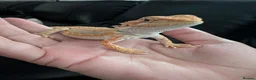 Bearded Dragon reptiles for sale: Reduced for good homes  - Advert 4