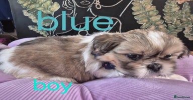 Shih Tzu dogs - Advert 14