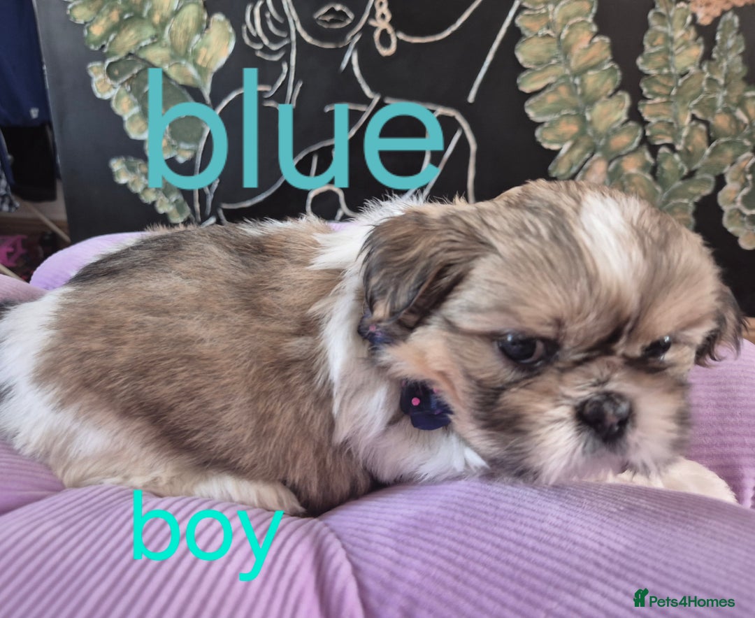 Shih Tzu dogs for sale: Cute Shih-Tzu puppies😍😍😍 - Image 23