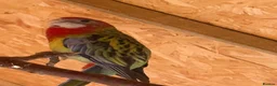 Parakeets birds for sale: Eastern Rosella in Wigan - Advert 16