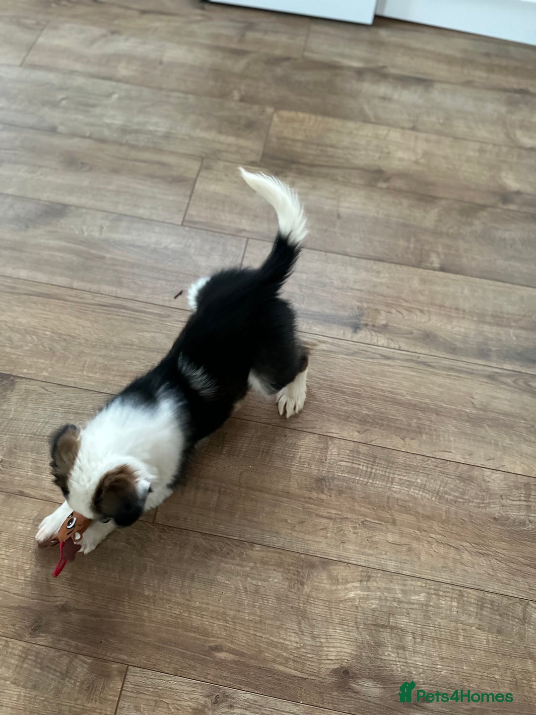 Border Collie dogs for sale: Boarder collie pups  - Advert 3