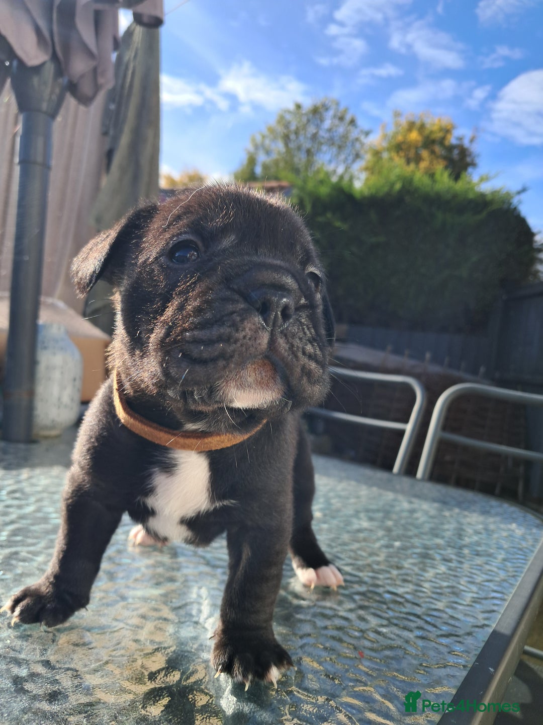 Mixed Breed dogs for sale: Frenchbulldog cross puppies  - Image 11