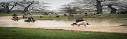 Irish Cob horses for sale: Big Betty in Huntingdon - Advert 7