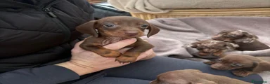 Dachshund 3