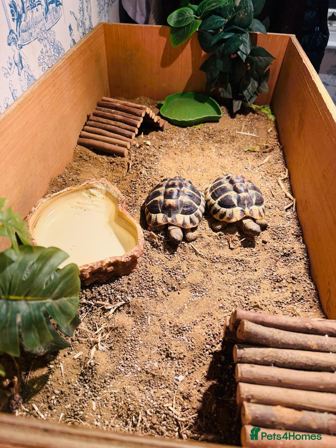 Hermann Tortoise reptiles for sale: 2 Herman Tortoises for sale  - Advert 15