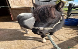 Shetland pony horses for sale: Glenmarsh holly - Image 2