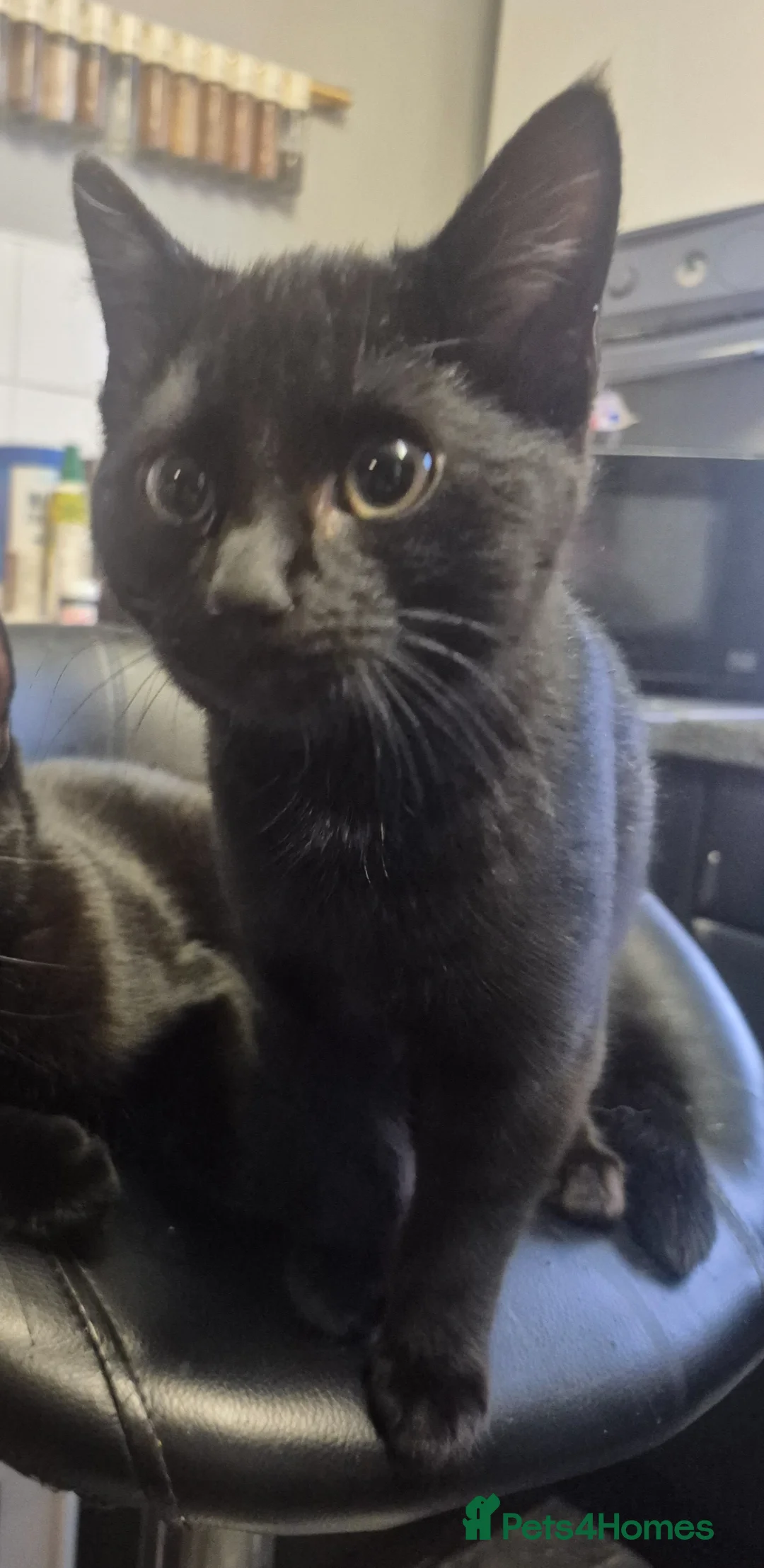 Domestic Shorthair cats for sale: Loving black kitten looking for forever home  - Advert 5