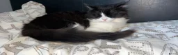 Mixed Breed cats for sale: cat for sale - Advert 6