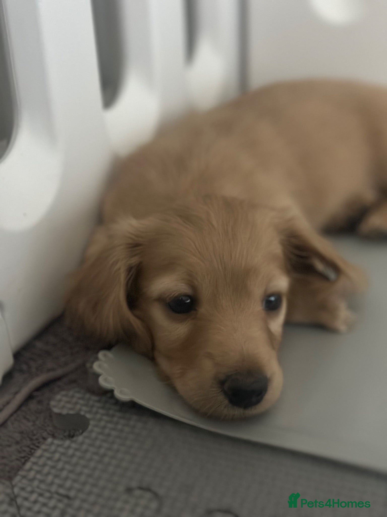 Miniature Dachshund dogs Cream boys stunning long haired mini dachshund  - Advert 2