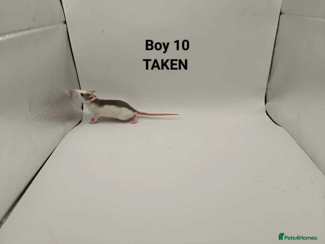 Rat rodents for sale: DEC: 24 Rats (3 Rats: 3 Boys Left) - Advert 11