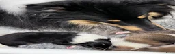Rough Collie dogs for sale: Clear Non-carriers DM-CEA-MDR1-PRA. 0% inbreeding. - Advert 19