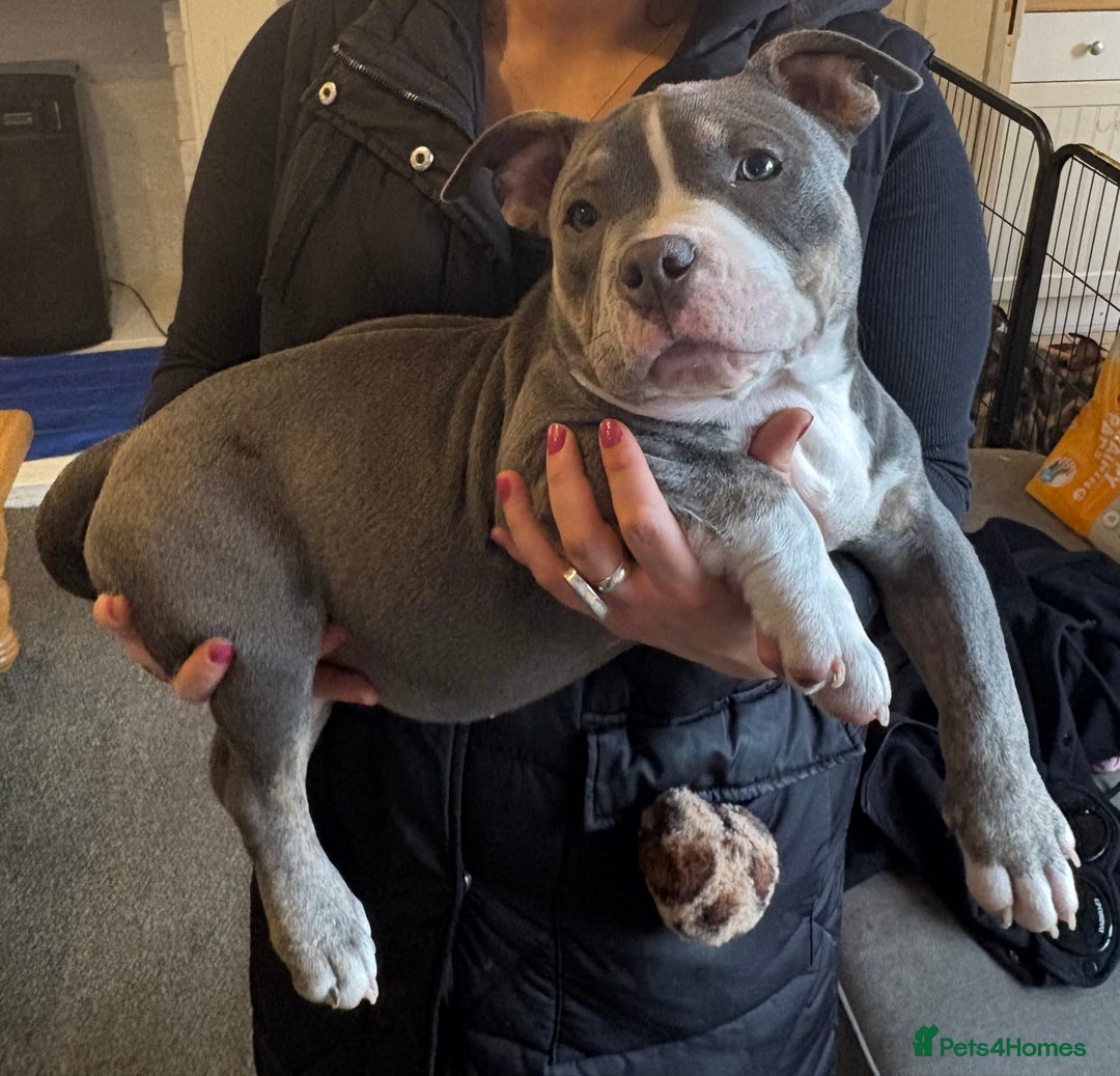 American Bully dogs for sale: Blue & lilac tri pocket bully’s  - Advert 20