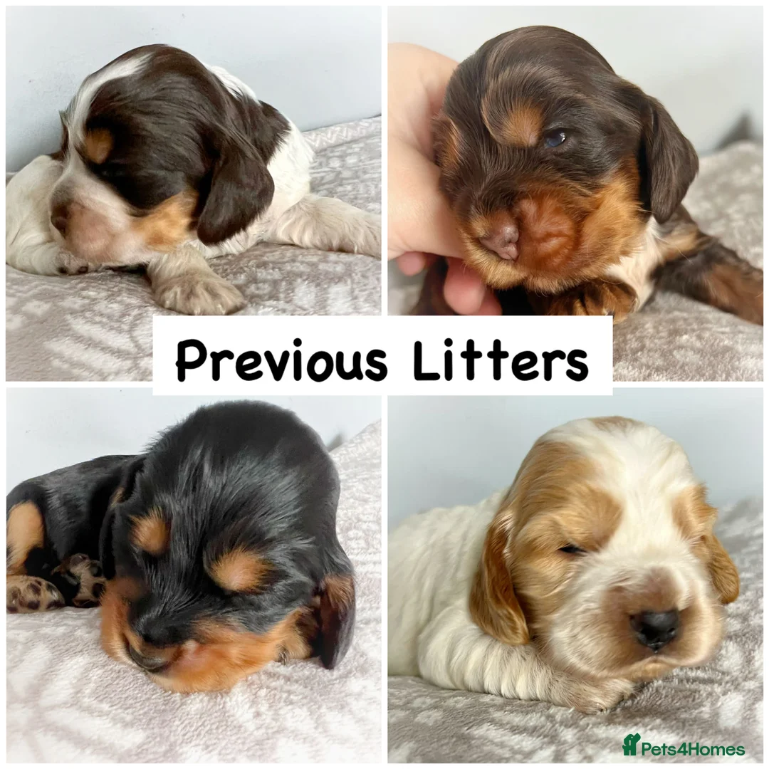 Cocker Spaniel dogs for stud: EXTENSIVELY Health Tested KC Show Cocker STUD in Chesterfield - Advert 16