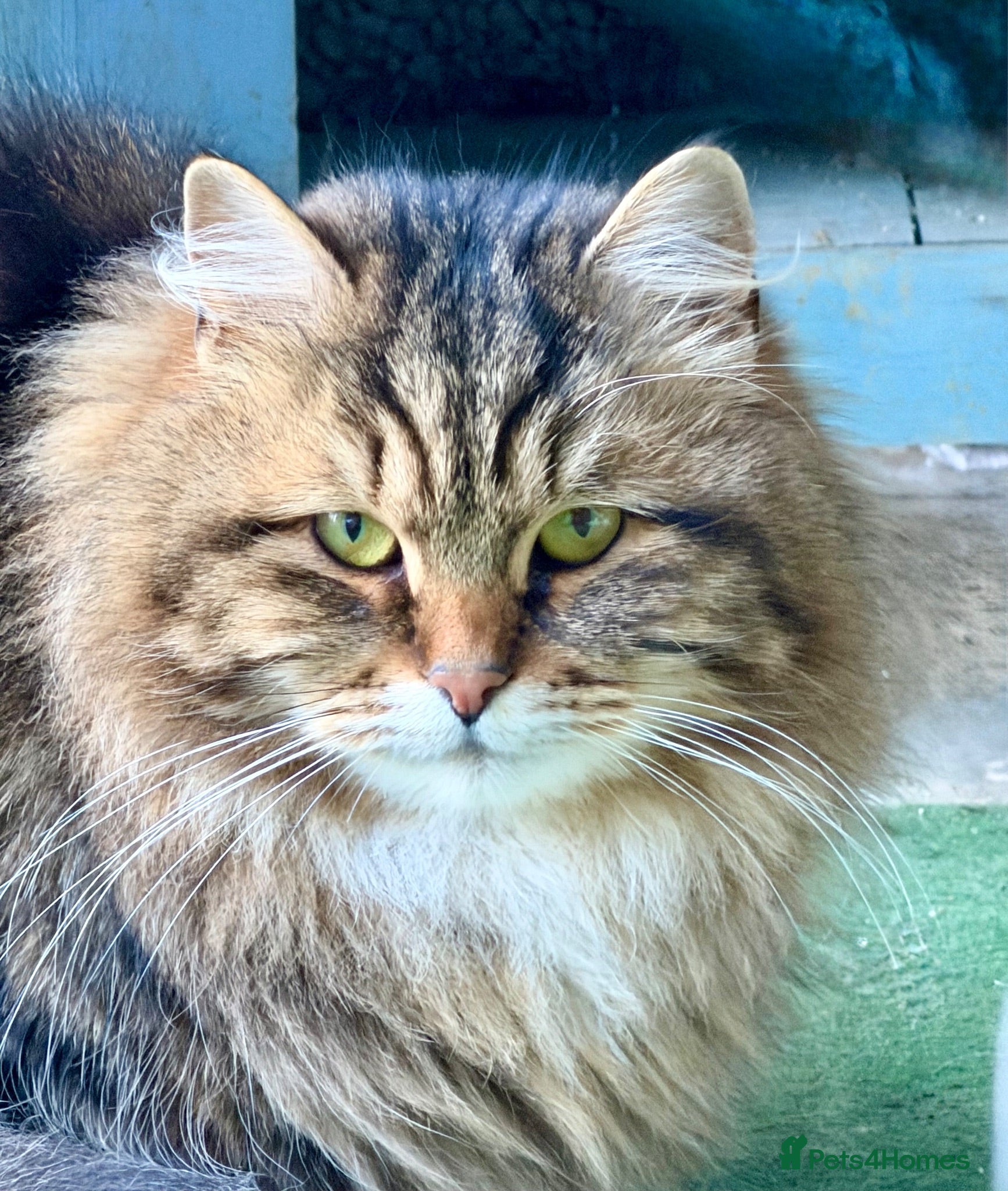 Siberian cats Beautiful 2 1/2 year old queen 🌼💖👑 - Advert 8