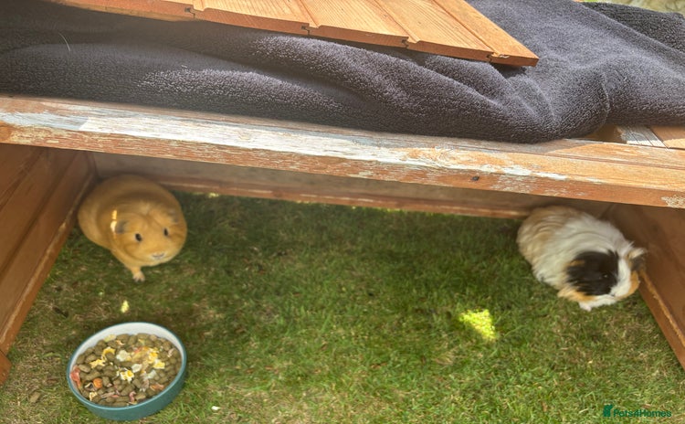 Guinea Pig rodents - Advert 3