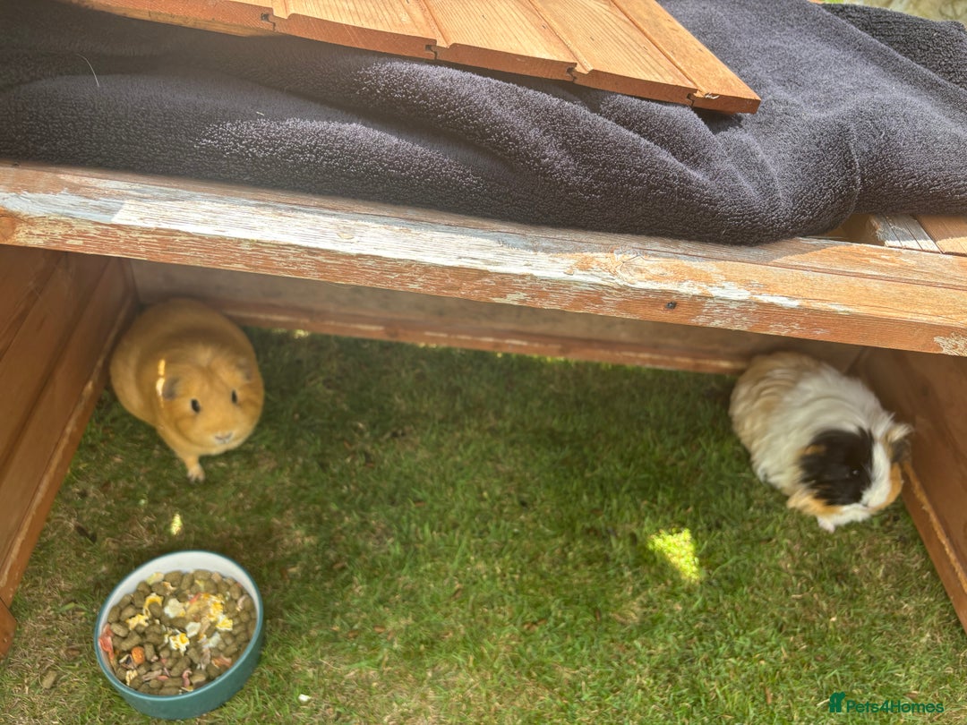 Guinea Pig rodents for sale: Tom/Jerry - Image 1