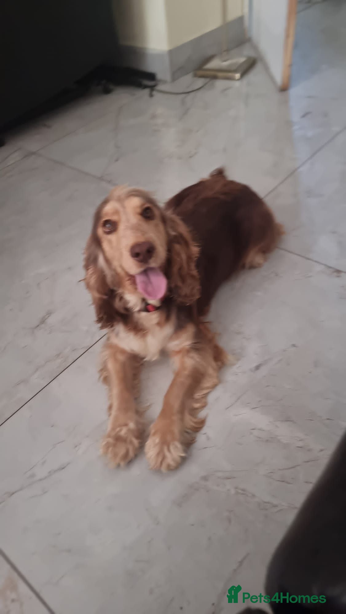 Cocker Spaniel dogs Beautiful Cocker spaniel female  - Advert 16
