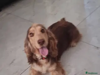 Cocker Spaniel dogs Beautiful Cocker spaniel female - Advert 16