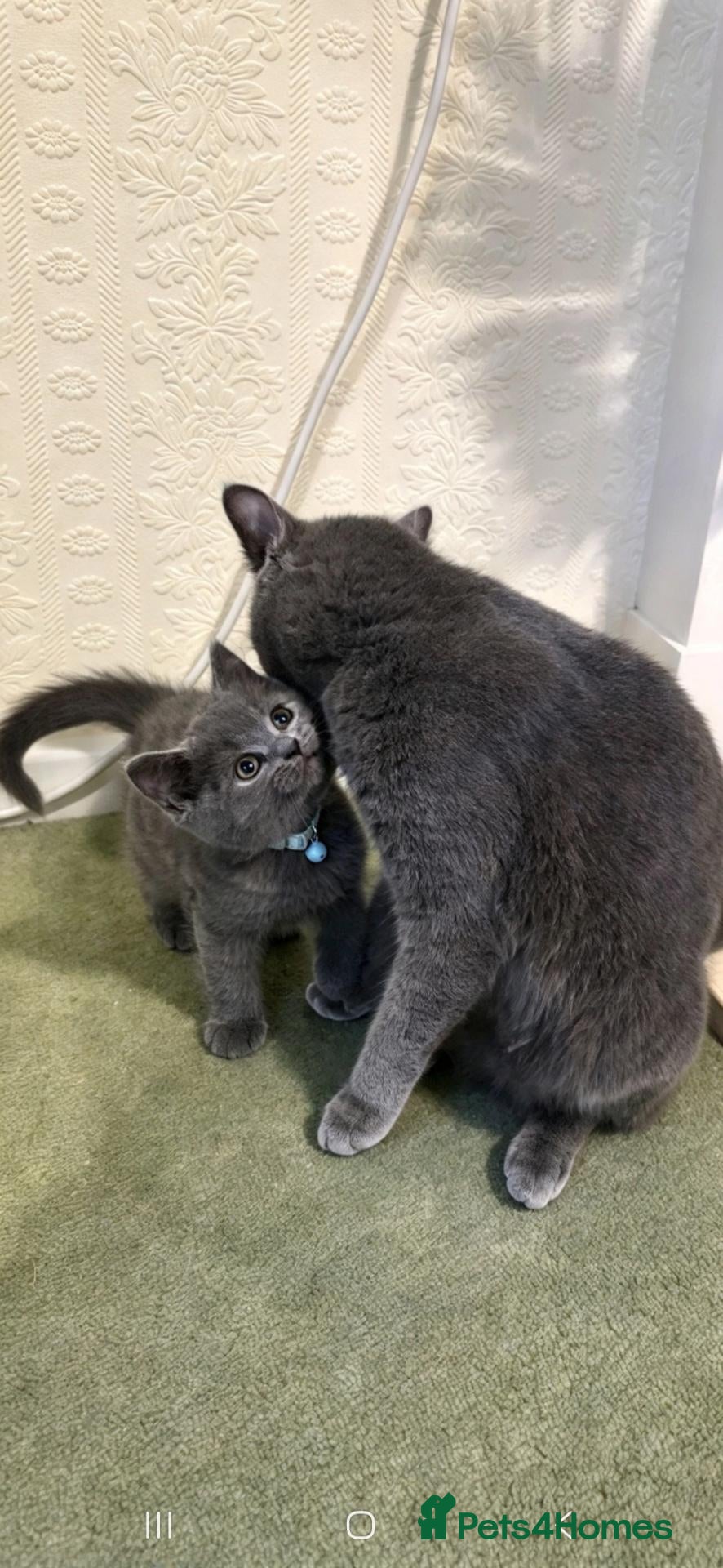 British Shorthair cats British shorthair little boy 💙 - Advert 9