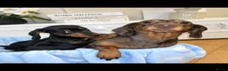 Miniature Dachshund dogs for sale: Miniature dachshund puppies  - Advert 2