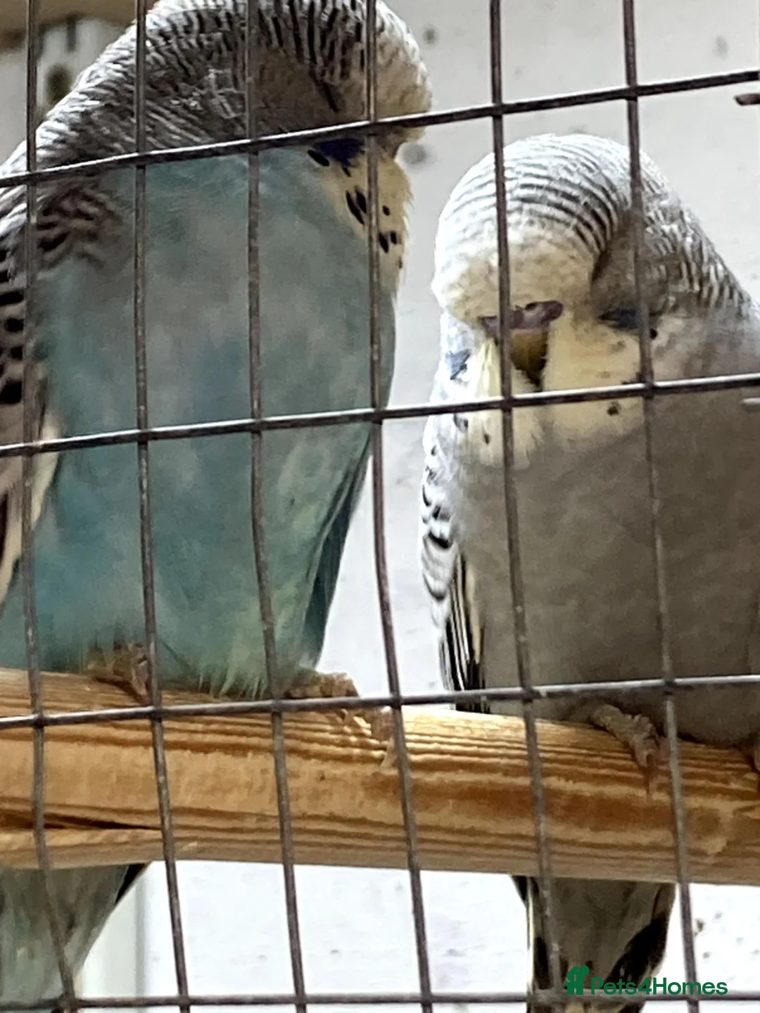 Budgerigars birds for sale: Baby Budgies - Advert 3