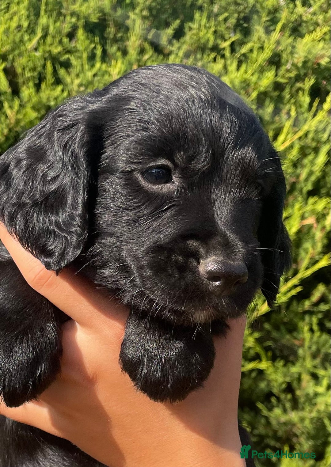 Sprocker dogs for sale: Adorable sprockers  - Image 14