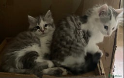 Mixed Breed cats for sale: Beautiful grey and white fluffy boys - Image 1