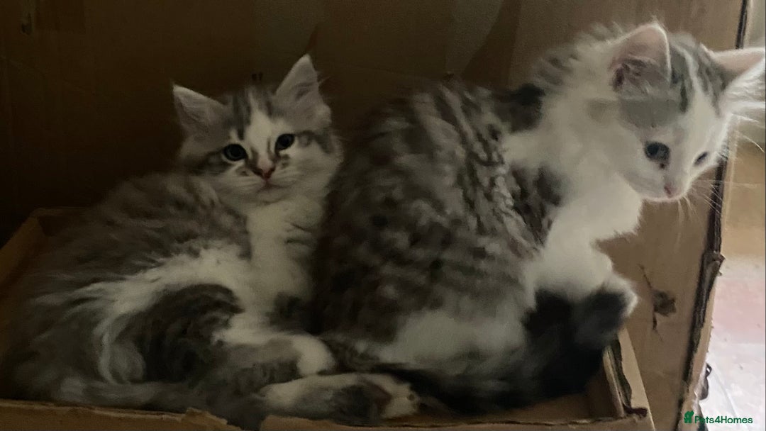 Mixed Breed cats for sale: Beautiful grey and white fluffy boys - Image 1