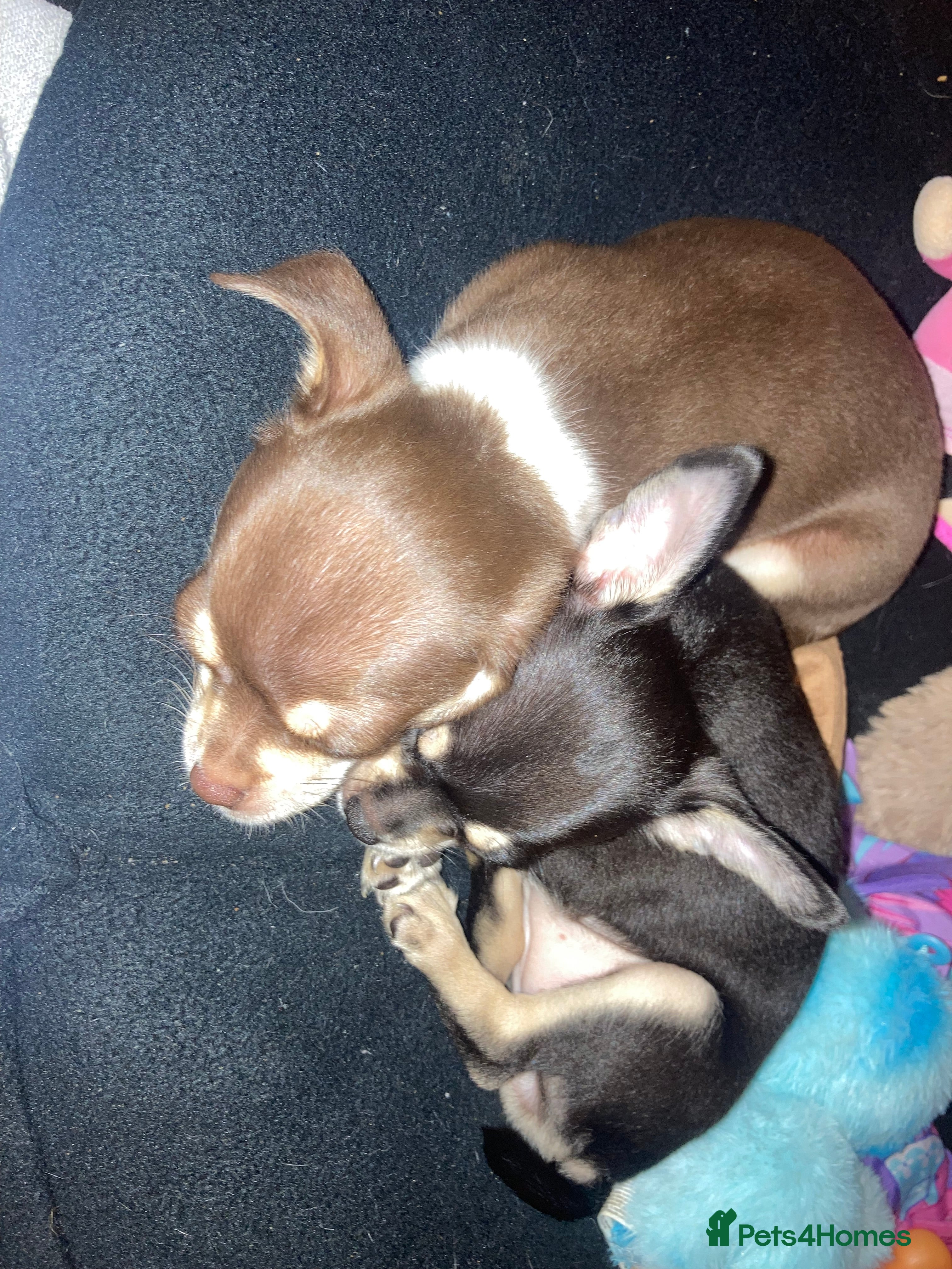 Chihuahua dogs Miniature chihuahua pups 2 females left - Advert 12