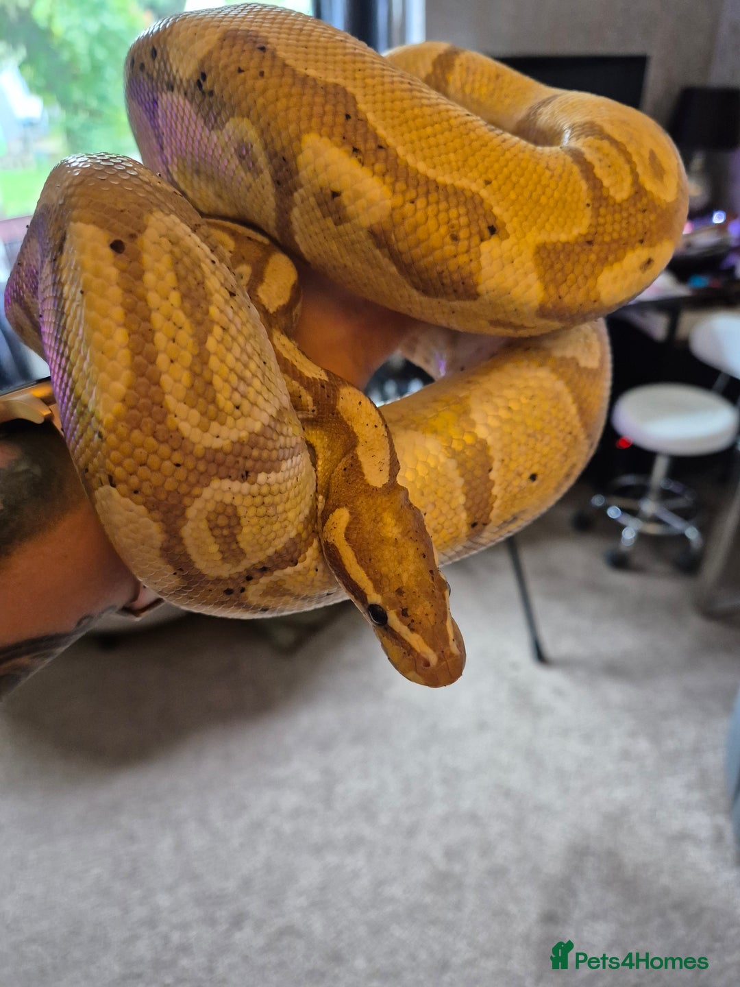 Snake reptiles for sale:  very tame banana pastel ball python and enclosure - Image 7