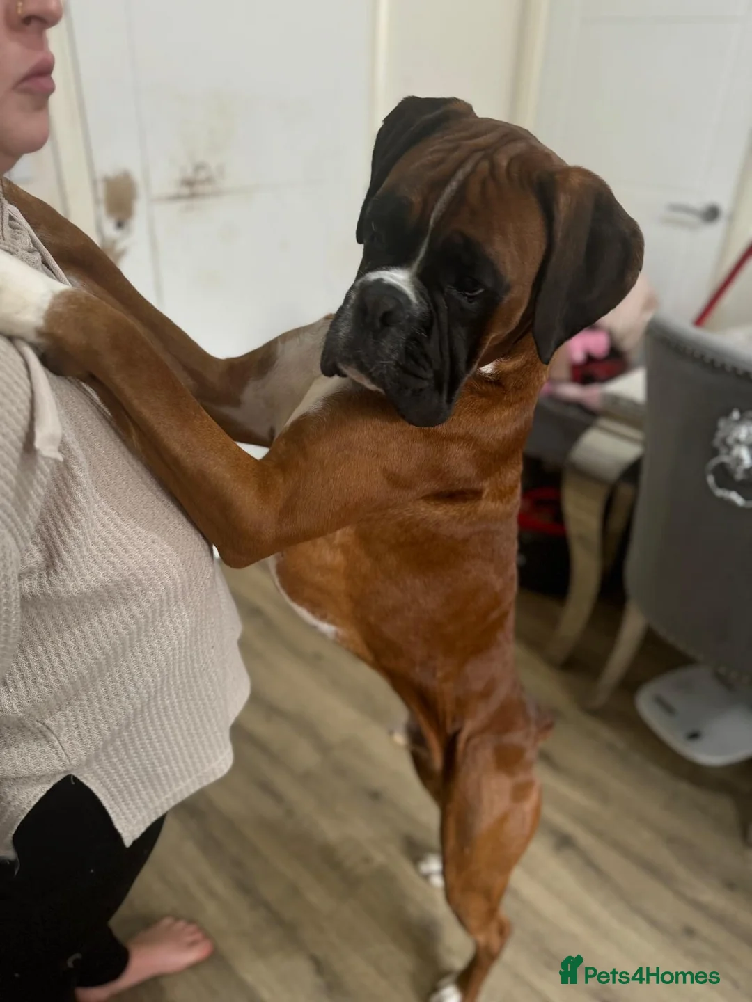 Boxer dogs for stud: SHOW WORTHY BOB TAIL BOXER STUD in Rugby - Advert 1