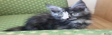Maine Coon 4