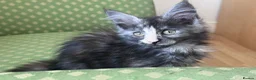 Maine Coon cats for sale: Maine Coon active kittens - Advert 6