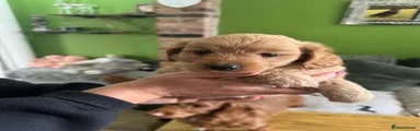 Doxiepoo 3