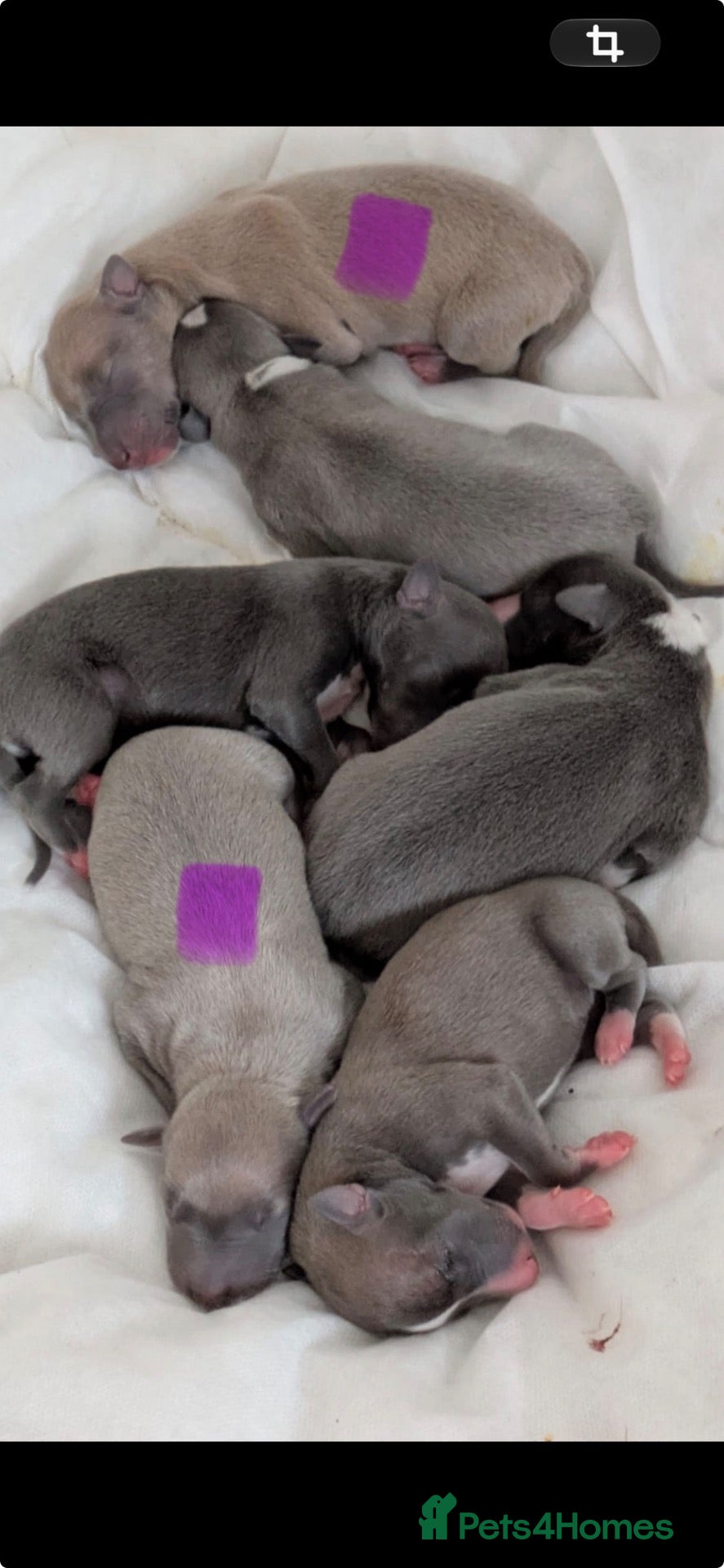 Whippet dogs for sale: Litter Arrived 22nd October - Advert 2
