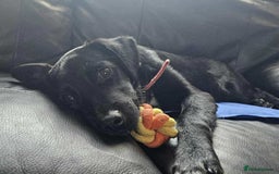 Mixed Breed dogs for adoption: Nike  - Image 2