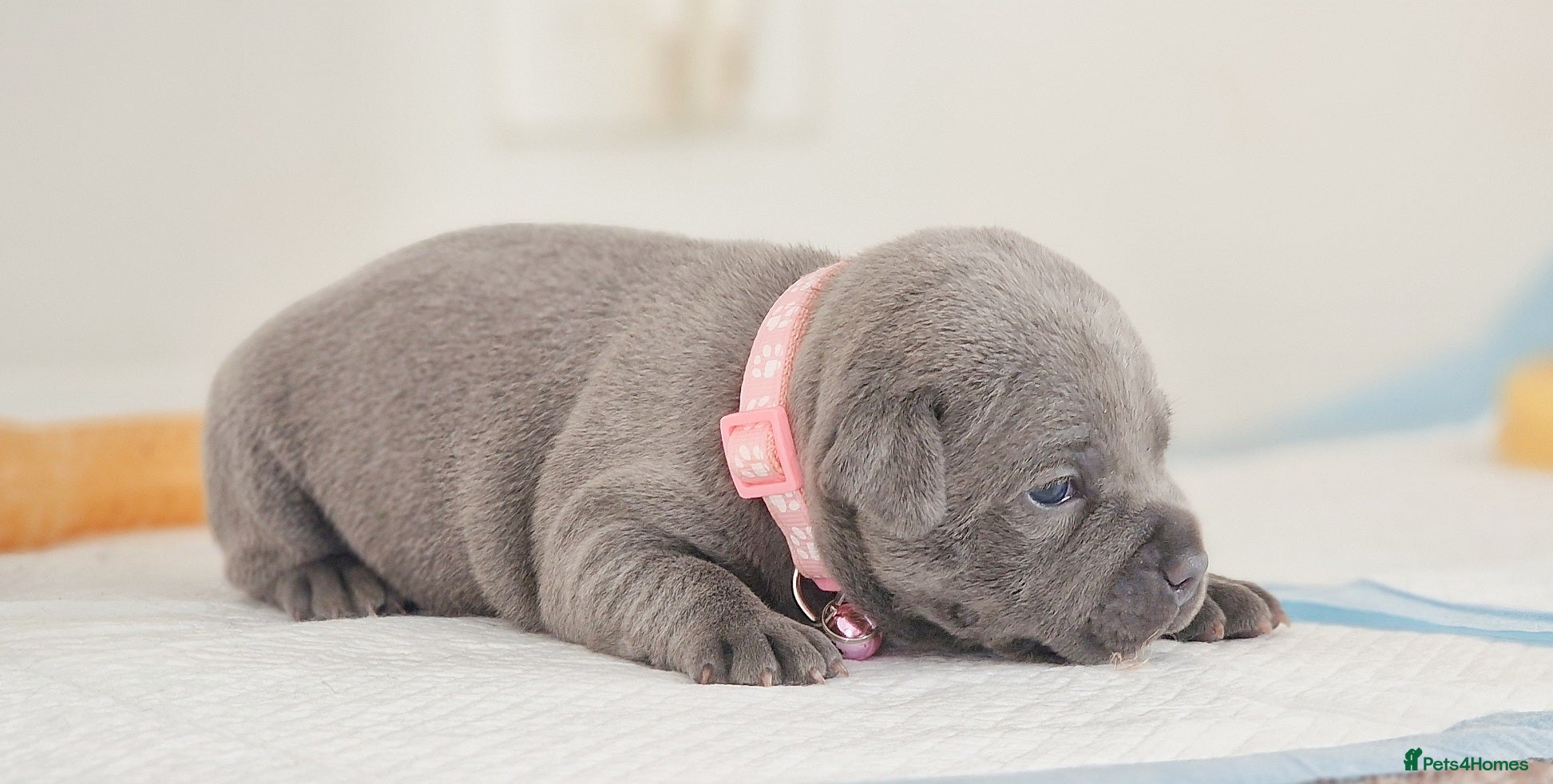 Staffordshire Bull Terrier dogs VALGO PUPS AVAILABLE 💯🔥 - Advert 1