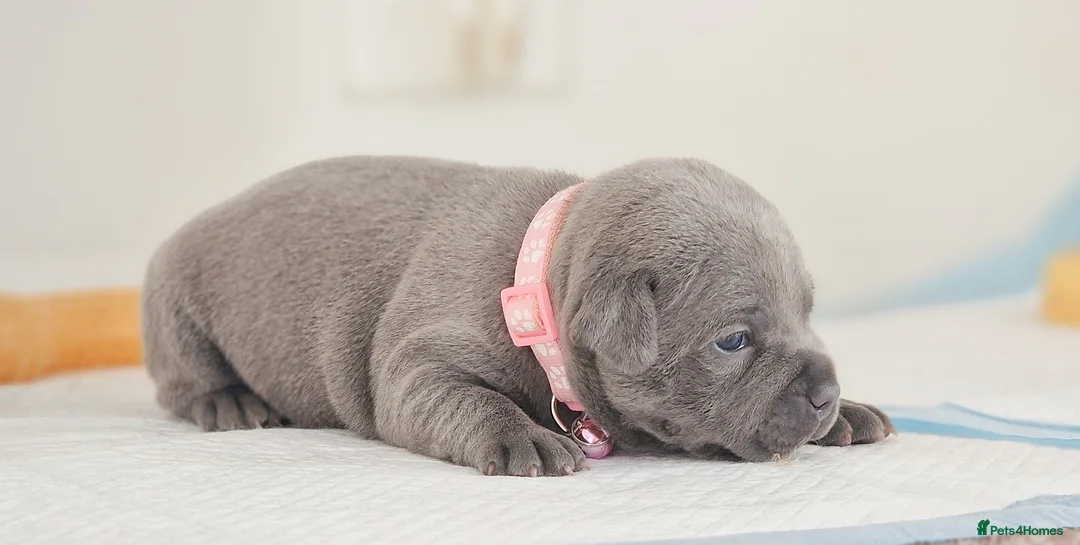 Staffordshire Bull Terrier dogs for sale: VALGO PUPS AVAILABLE 💯🔥 - Advert 2