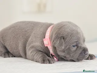 Staffordshire Bull Terrier dogs VALGO PUPS AVAILABLE 💯🔥 - Advert 1