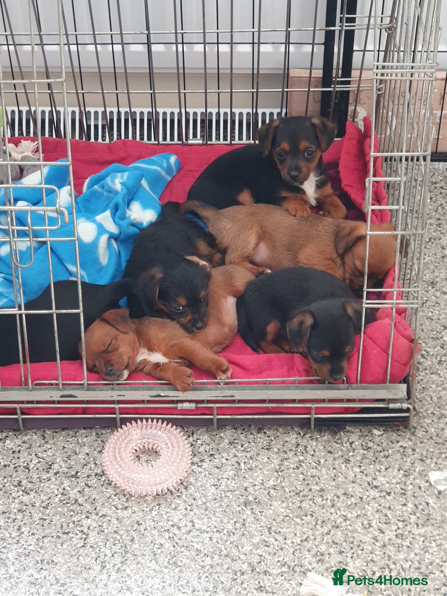 Jackapoo dogs F1 ADORABLE JACKAPOO PUPPIES - Advert 2