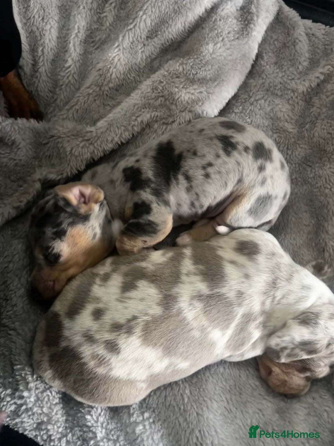 Miniature Dachshund dogs for sale: Short haired miniature dachshund puppies  - Advert 4
