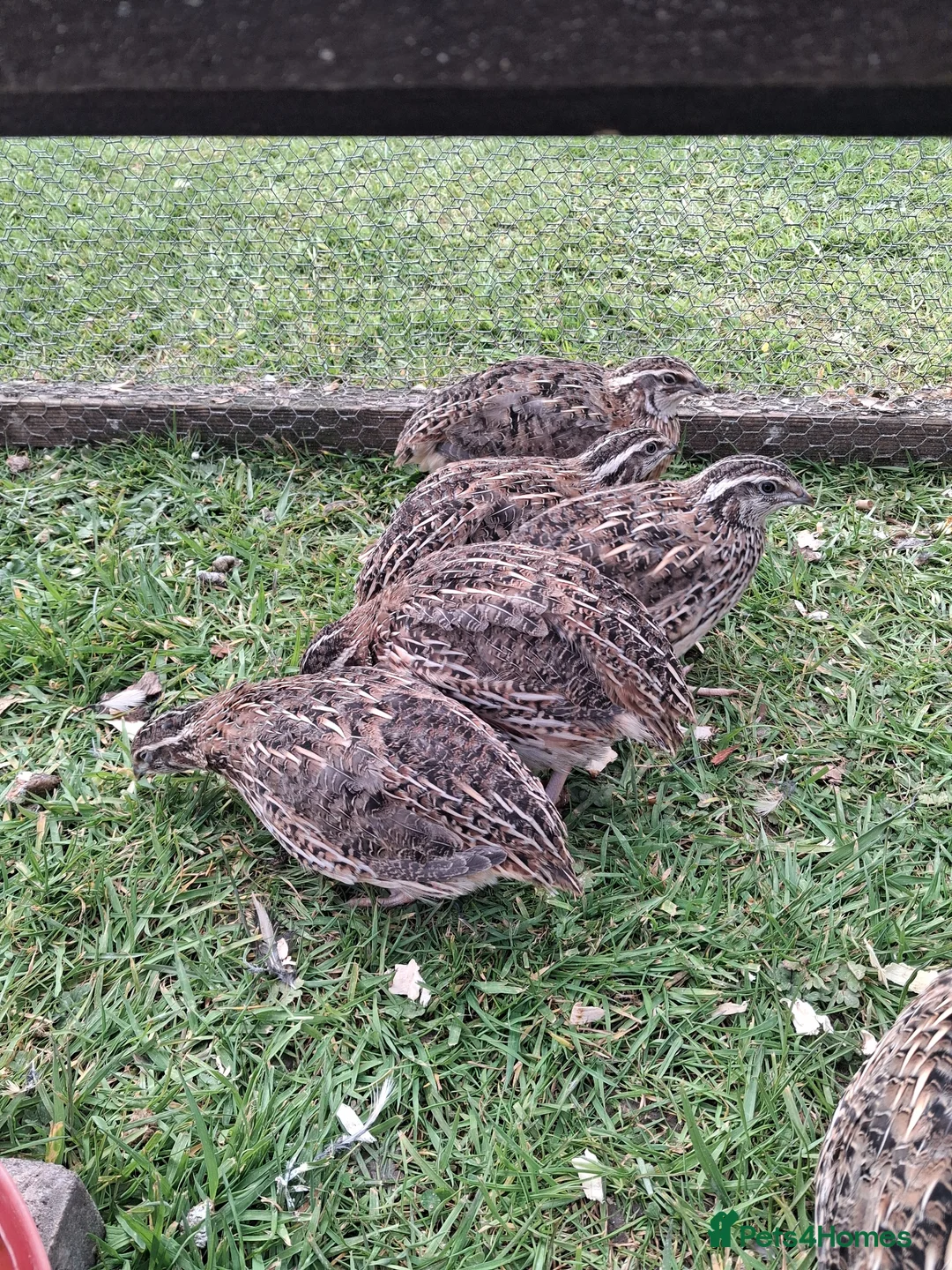 Quail poultry for sale: Quail . Japanese coturnix quail - Advert 12