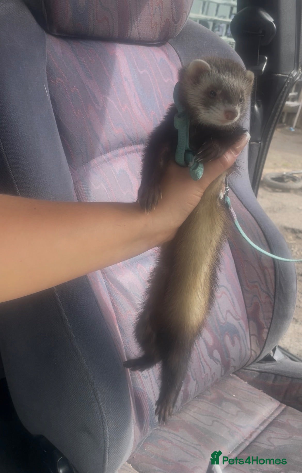 Ferret rodents 2 female kitts 3months old - Advert 7