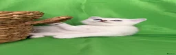 Scottish Fold cats for sale: Scottish fold/straight kittens - Advert 14