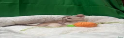 Abyssinian cats for sale: ✨ EXCEPTIONAL CHAMPION LINES – SILVER ABYSSINIAN ✨ - Advert 20