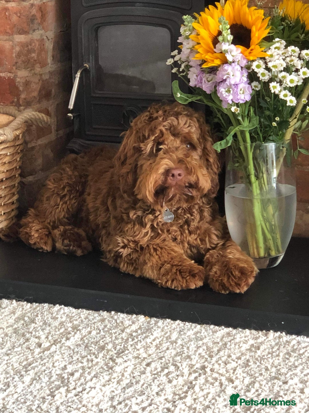 Cockapoo dogs for sale: Chocolate Cockapoo Puppies for Sale - Image 16