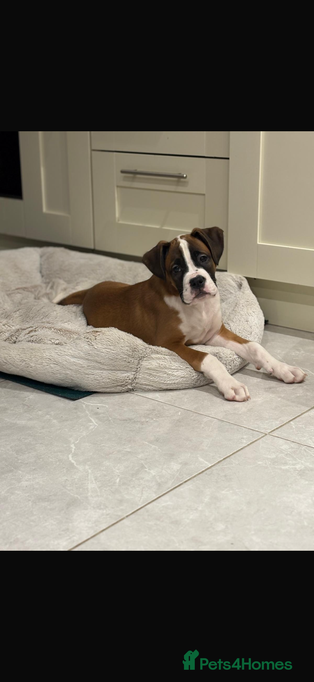 Boxer dogs for sale: Boxer puppies  - Advert 2