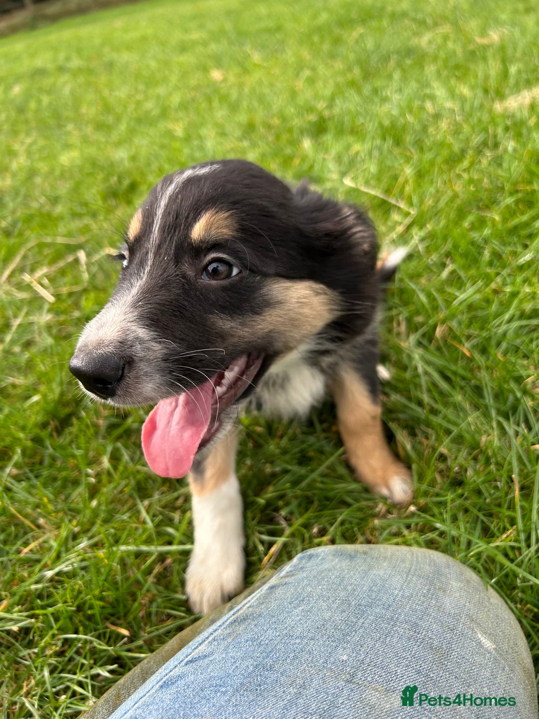 Border Collie dogs for sale: ⭐️ Border Collie Puppies ⭐️ - Image 2